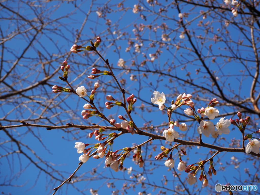 ３月１９日の日比谷公園の桜です１