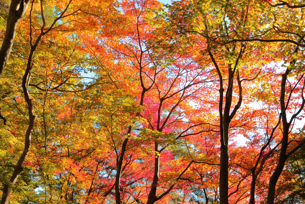 里にも紅葉＠国営武蔵丘陵森林公園 自然が織りなす錦模様
