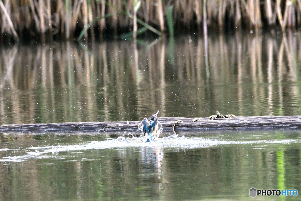 身近な鳥たち 31 カワセミ 01