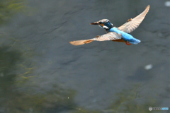 身近な鳥たち 22