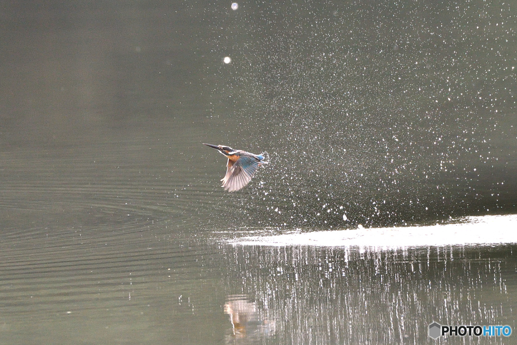 身近な鳥たち 31 カワセミ 05