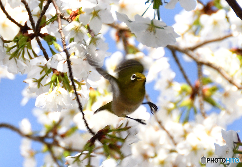 石神井川の桜にて