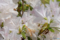 花の季節はツツジへと4＜蜂たちも忙しい＞