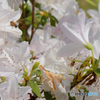 花の季節はツツジへと4＜蜂たちも忙しい＞