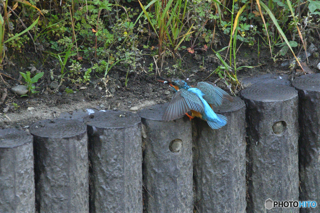 身近な鳥たち 24