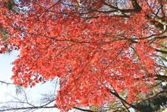 光り輝く紅葉＠所沢航空記念公園