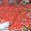 光り輝く紅葉＠所沢航空記念公園