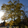 紅葉に太陽の光をとおして