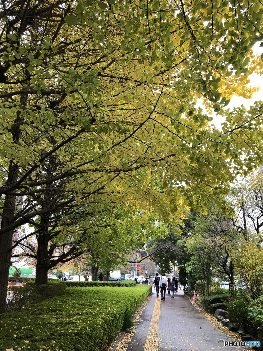 雨降りの街路樹の紅葉　2