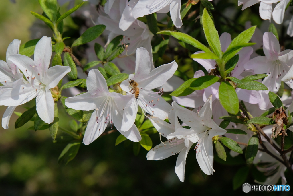 花の季節はツツジへと5＜蜂たちも忙し＞