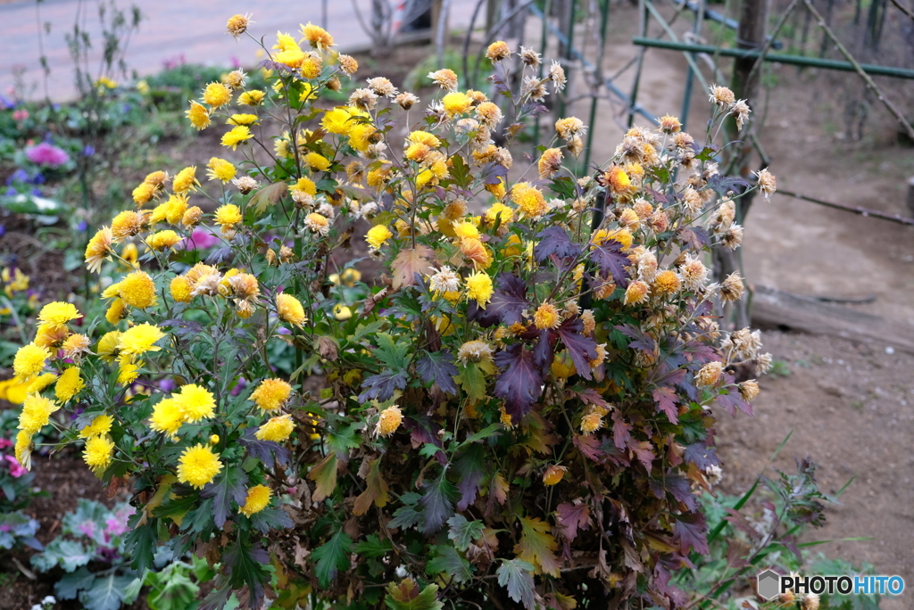 寒い冬の曇り空のもとでの花