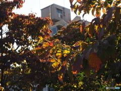 道端の秋の気配　色づく葉っぱ