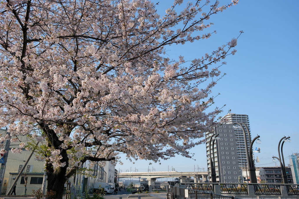 桜と新幹線４