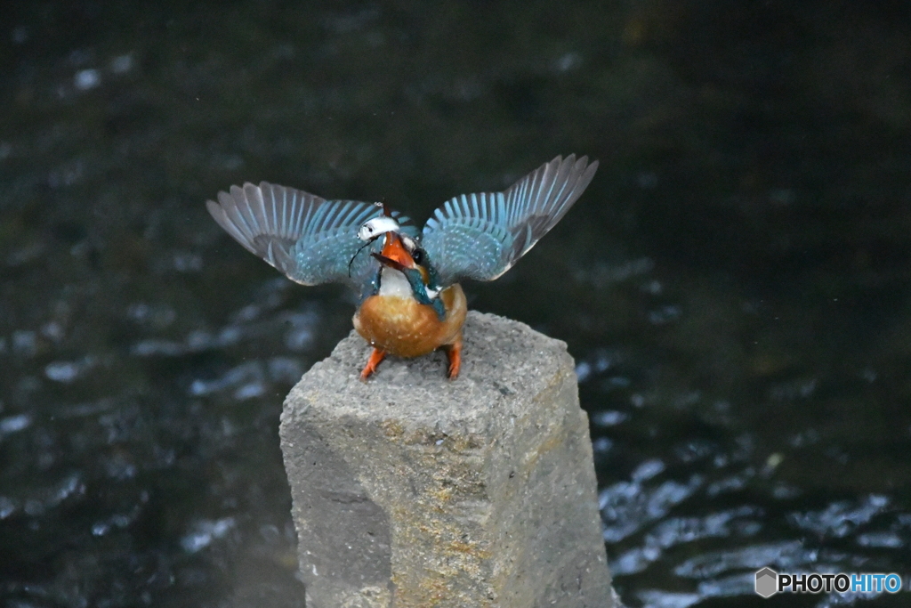 身近な鳥たち 28 カワセミ 4
