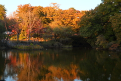 里にも紅葉＠国営武蔵丘陵森林公園 夕日に照らされて