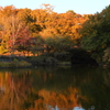 里にも紅葉＠国営武蔵丘陵森林公園 夕日に照らされて