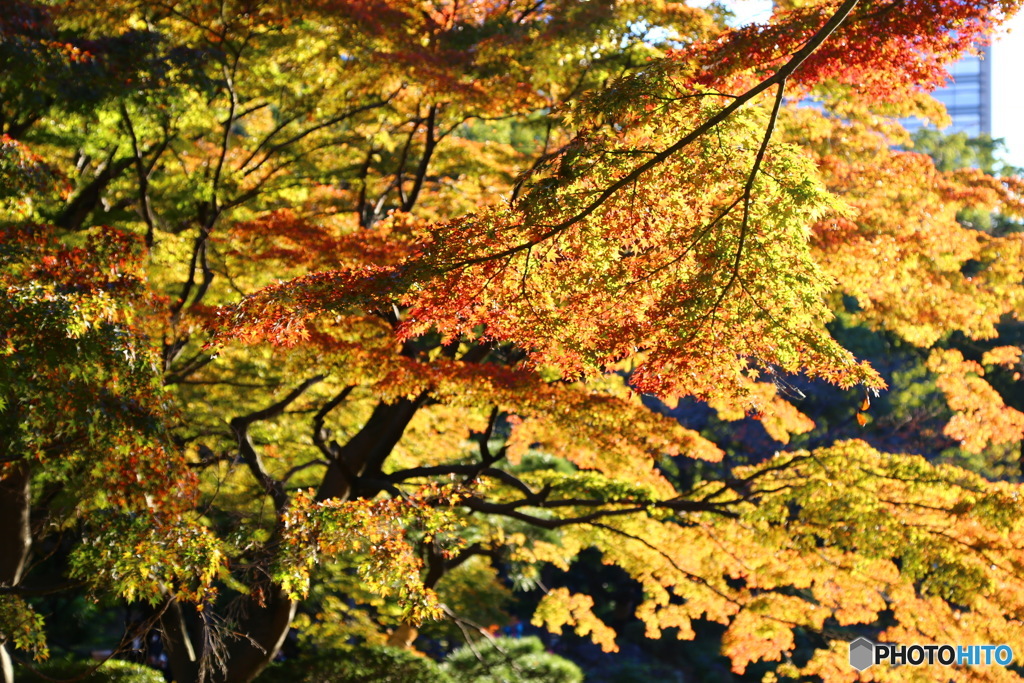 日比谷公園の紅葉はまだこれからが楽しみです。