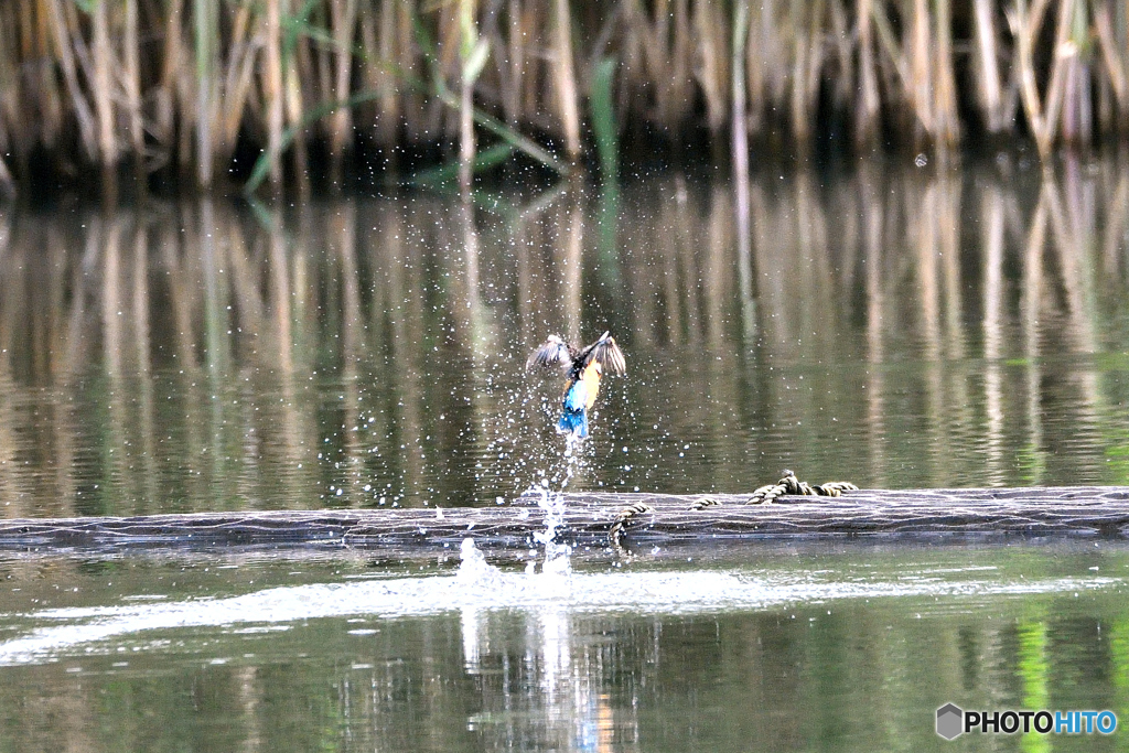 身近な鳥たち 31 カワセミ 02
