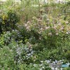 道端の秋の気配　小さな花たち