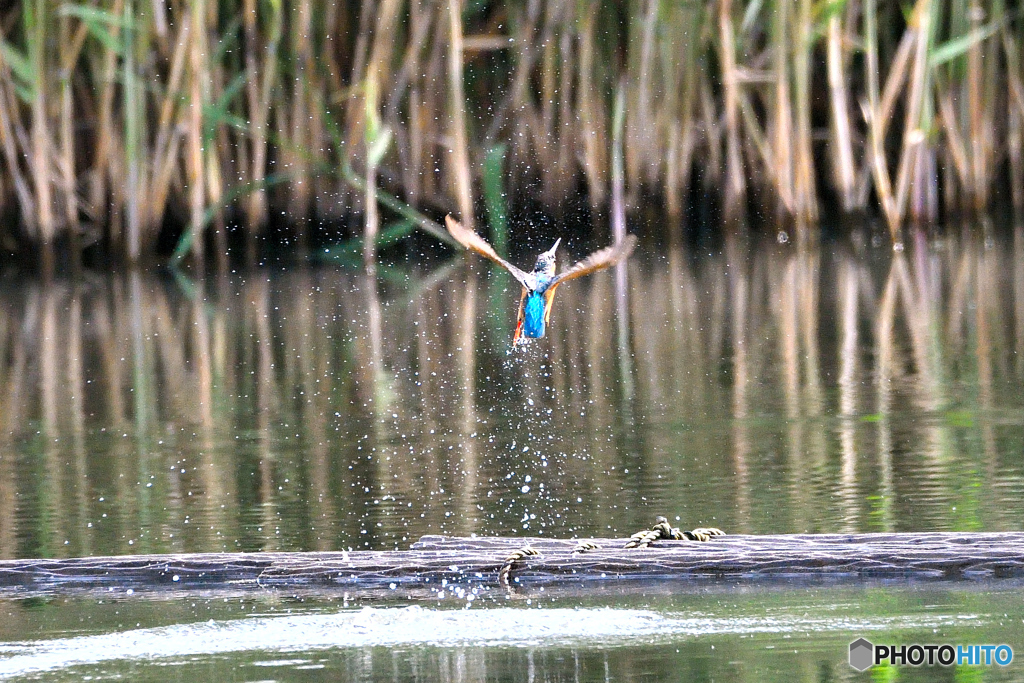 身近な鳥たち 31 カワセミ 03