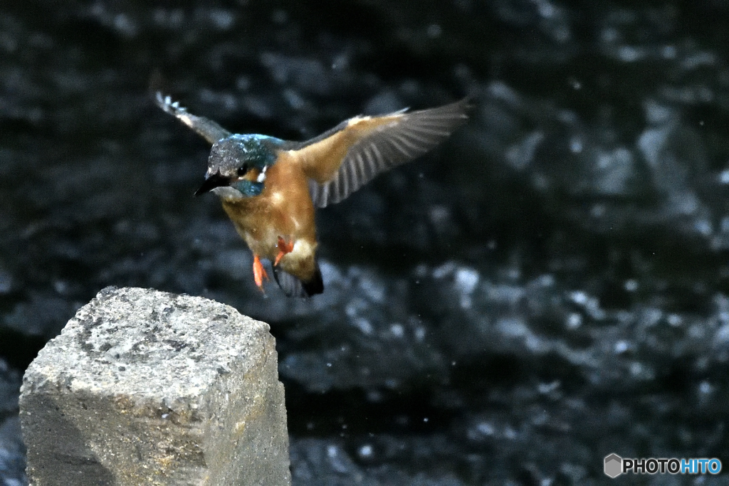 身近な鳥たち 28 カワセミ 6