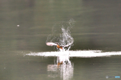 身近な鳥たち 31 カワセミ 07