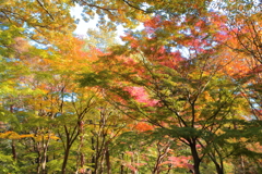 里にも紅葉＠国営武蔵丘陵森林公園 色とりどりで綺麗
