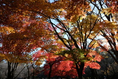 紅葉＠所沢航空記念公園