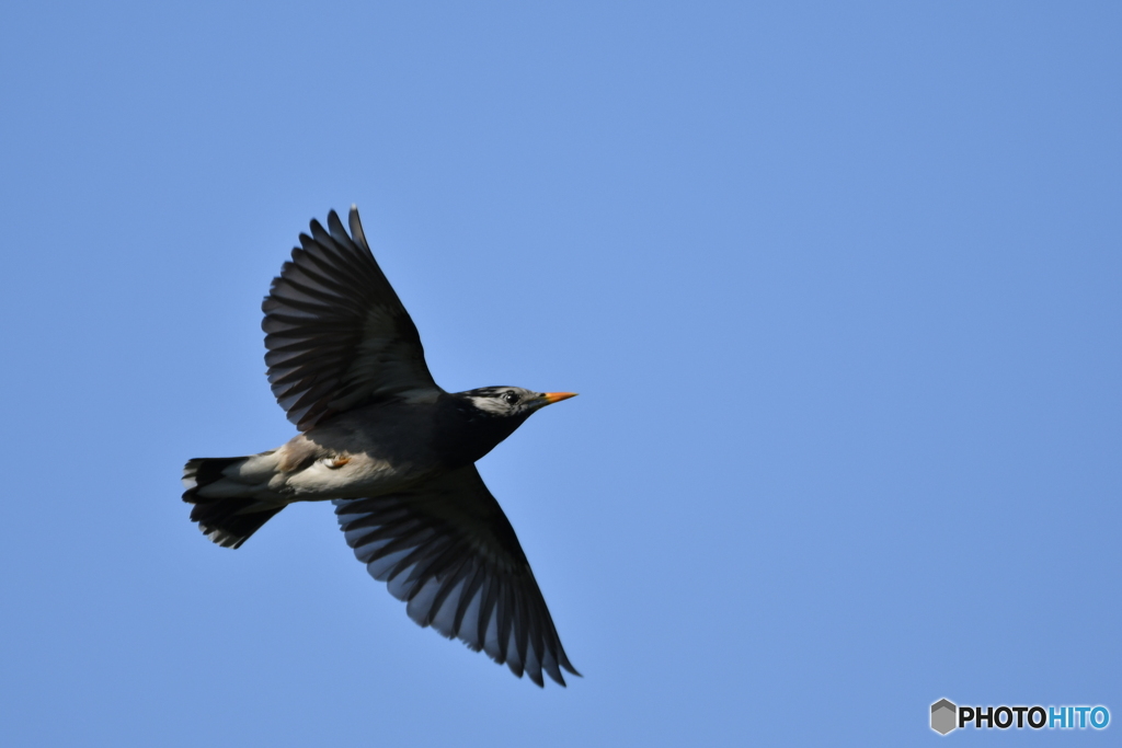 身近な鳥たち 19