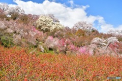 2019年4月19日 福島 花見山公園2