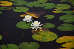 一沼の蓮