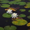 一沼の蓮