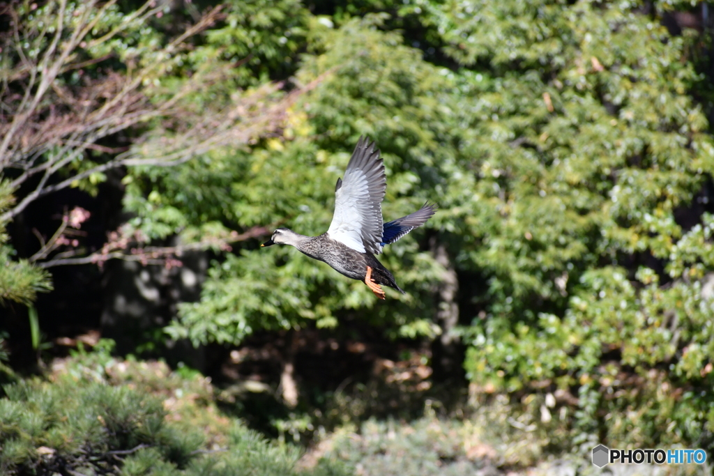 身近な鳥たち35