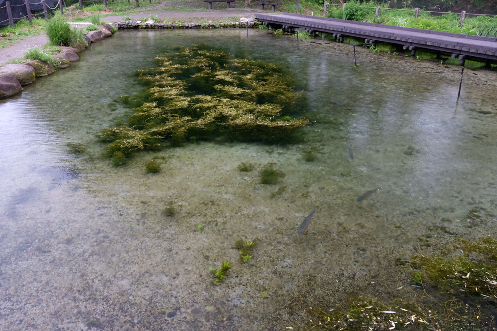 大王わさび農場の湧水