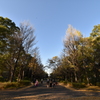 落葉と影