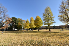 落葉の中で太陽をいっぱいに浴びて＠所沢航空記念公園