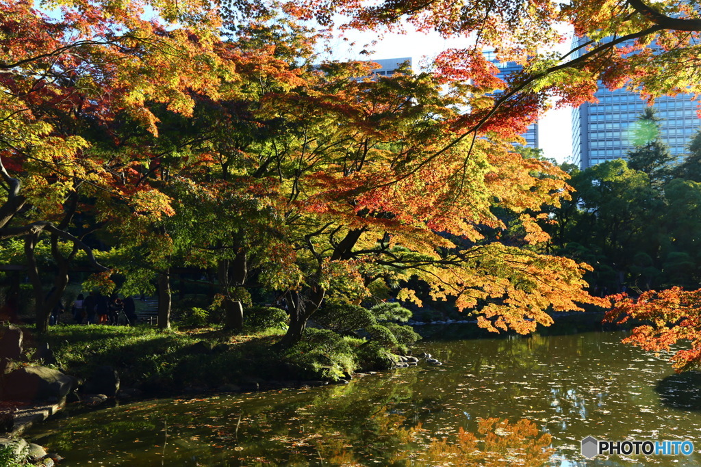 日比谷公園の紅葉です。午後の日差しが色づいた葉を輝かせてました。