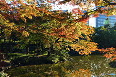 日比谷公園の紅葉です。午後の日差しが色づいた葉を輝かせてました。