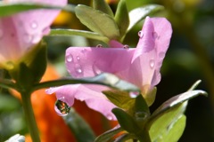 花びらの水滴に映る小さな花