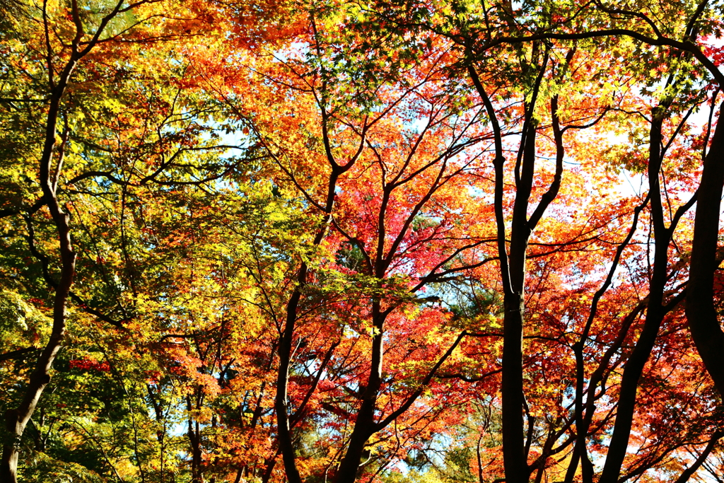里にも紅葉＠国営武蔵丘陵森林公園 色とりどりで綺麗
