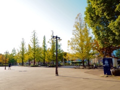 通勤途上の公園 色づく広場