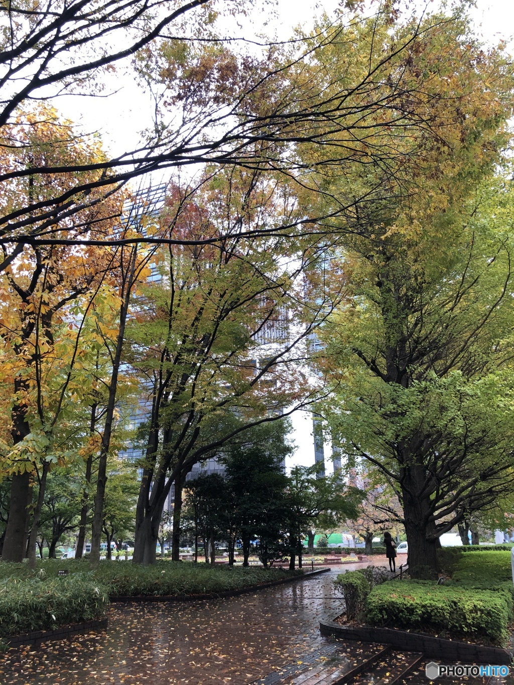 雨降りの街路樹の紅葉　1