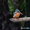 身近な鳥たち 29 カワセミ 1