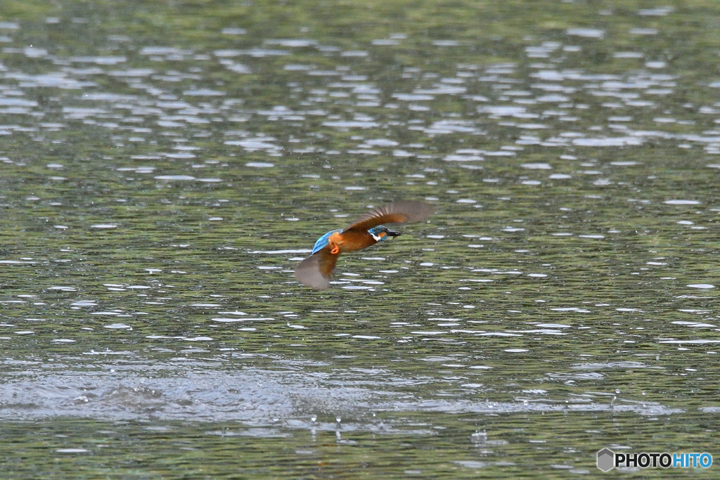 身近な鳥たち 33 カワセミ 3