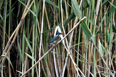 身近な鳥たち 33 カワセミ 1