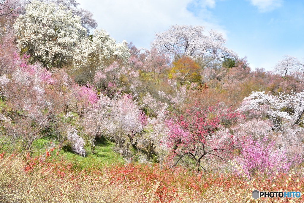 福島 花見山公園