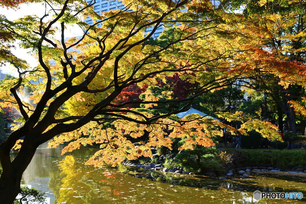 日比谷公園の紅葉