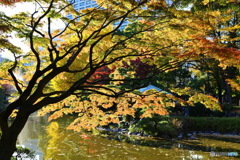 日比谷公園の紅葉