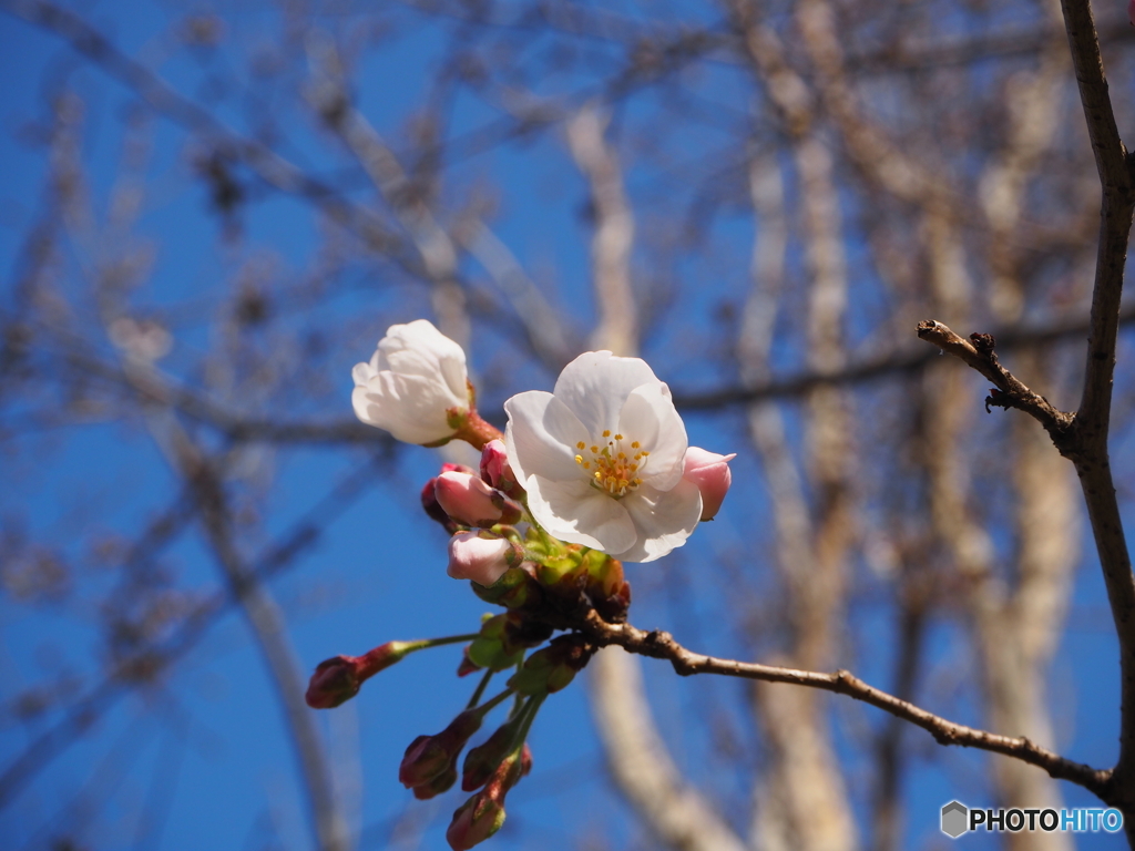 ３月１９日の日比谷公園の桜です２