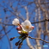 ３月１９日の日比谷公園の桜です２